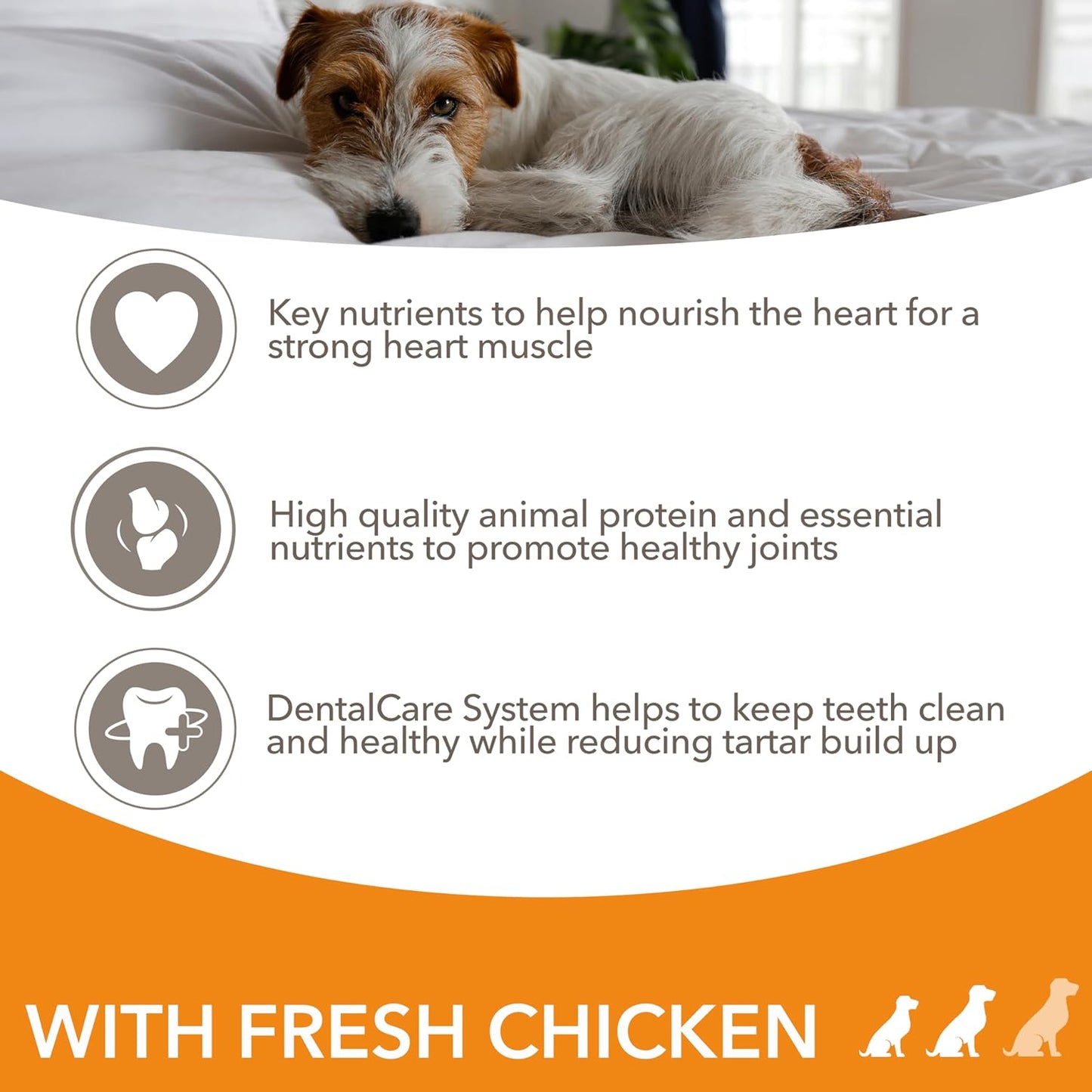 IAMS Senior Small & Medium Complete Dry Dog Food Chicken – 12KG
