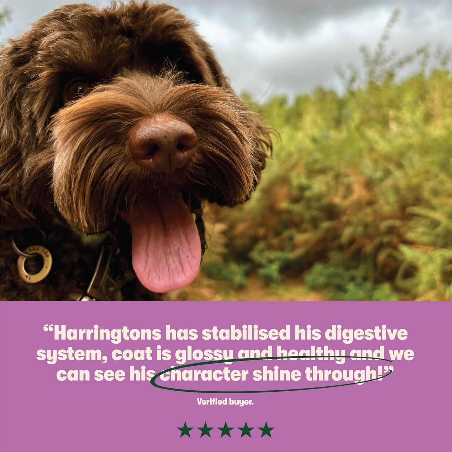 Harringtons Complete Dry Adult Dog Food Lamb & Rice – 15KG